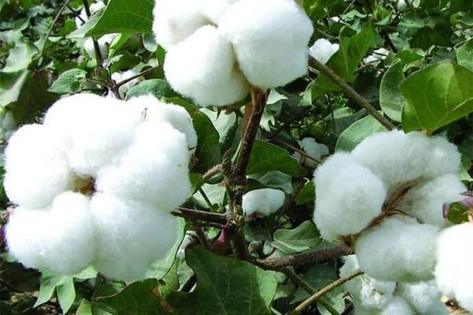 中美会谈释放良好信号 棉花价格趋势止跌有望走强