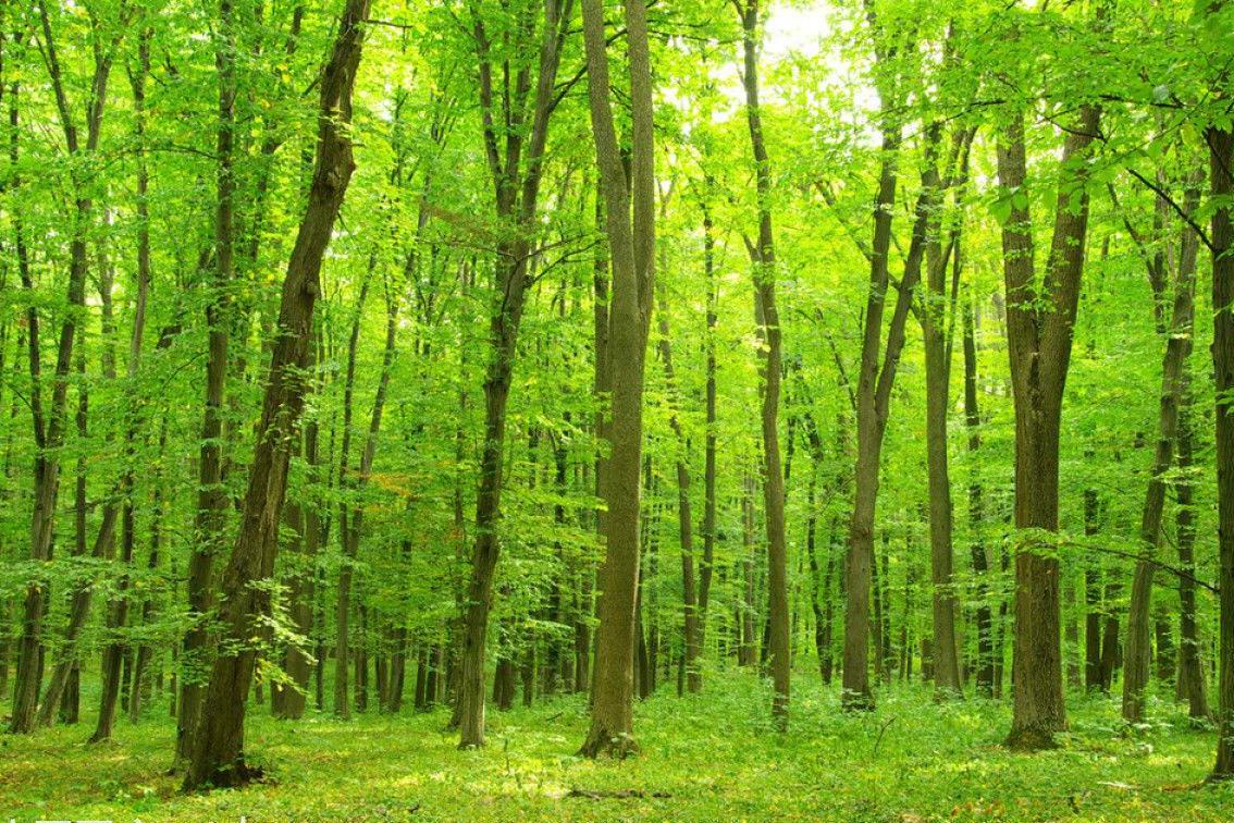 越南与欧盟签约改善森林生态